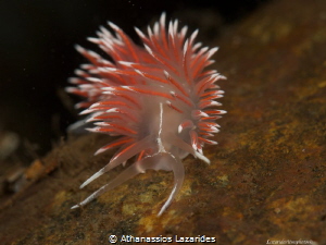 Flabellina lineata in Oslo fjord by Athanassios Lazarides 
